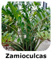 Zamioculcas